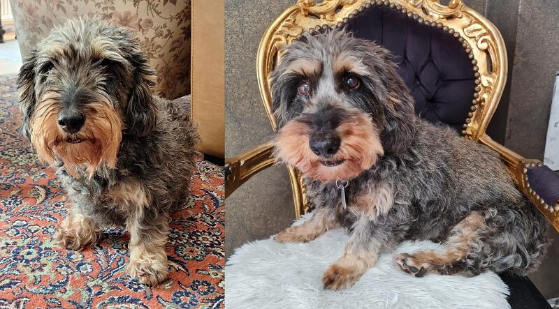 2025 Foto Maxi.jpg - The successor Maxi (`Gustl vom Jagdhorn´)(Photos by Roland Seib and Diana Dörrie 2025)